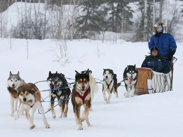 狗拉雪橇-狗拉雪橇體驗