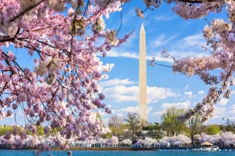 華盛頓櫻花節-華盛頓櫻花節(3/20-4/13)