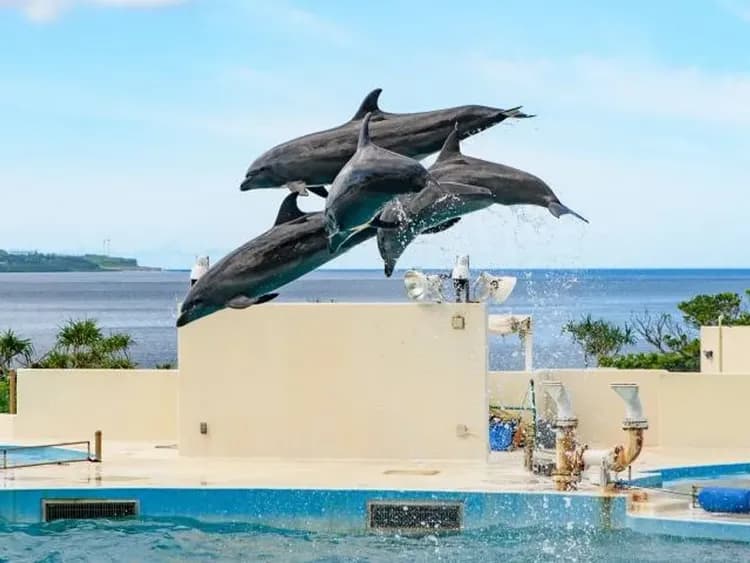 美麗海水族館(海洋博公園)