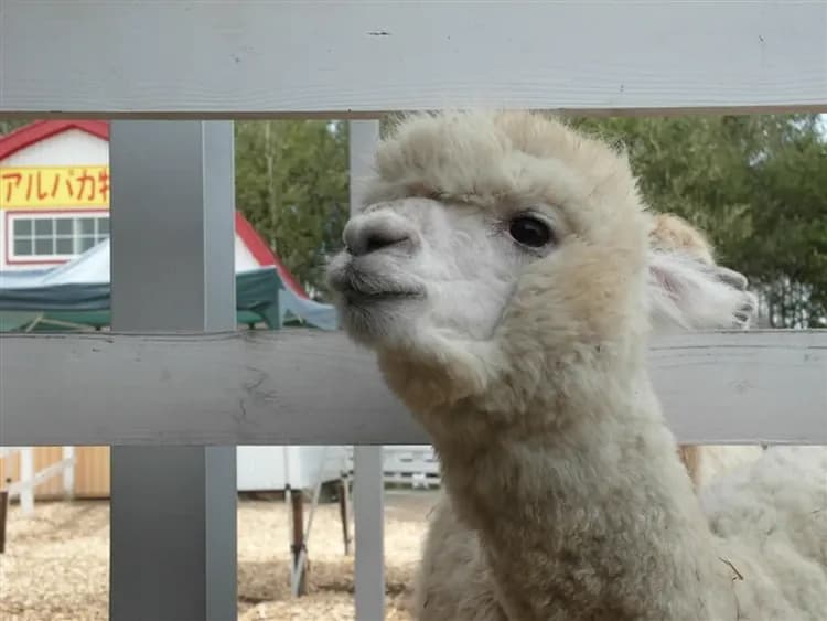 感恩特惠北海道旅遊|冬季札幌白色燈樹節、富良野雪上活動.草泥馬.天狗山夜景.小樽.三大螃蟹溫泉5日-8