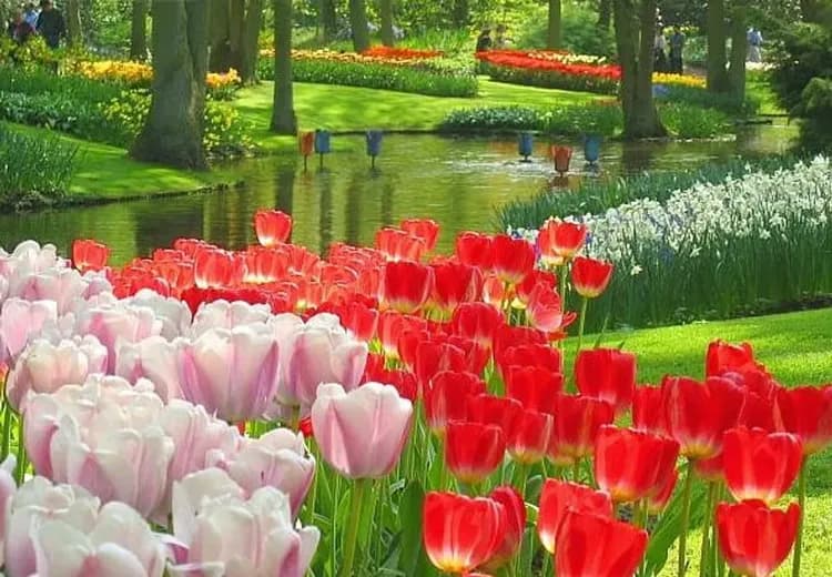 庫肯霍夫鬱金香花園:2026年3月19日至5月10日