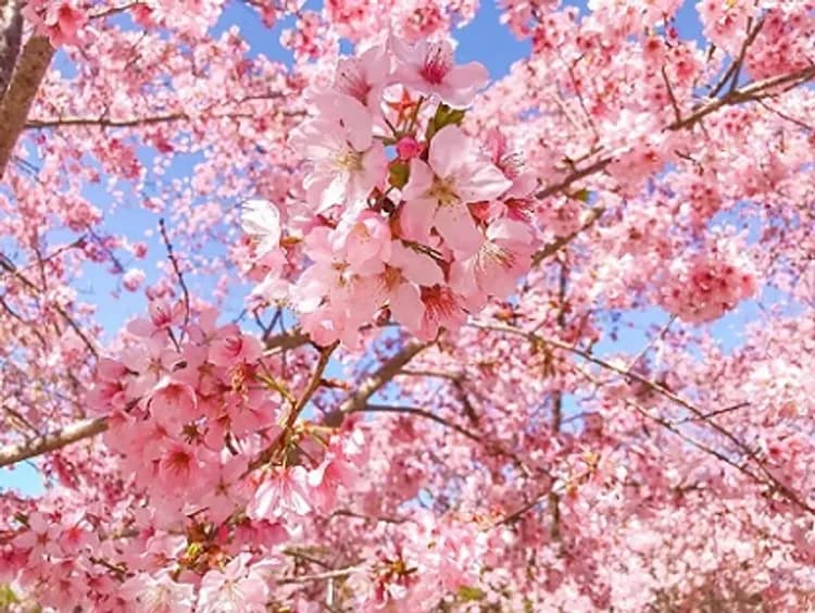 韓國櫻花戀~濟扶海上纜車、秘境賞櫻道、住宿傳統韓屋、兩晚五星飯店五日-7