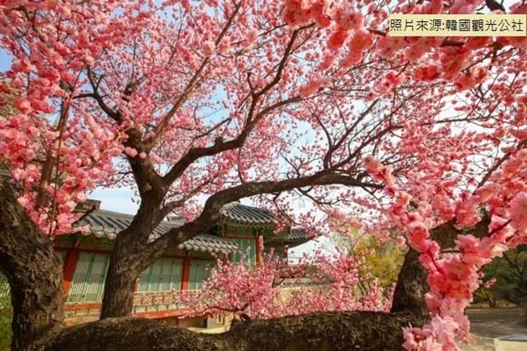 昌德宮(韓服體驗+頭飾,約兩小時)