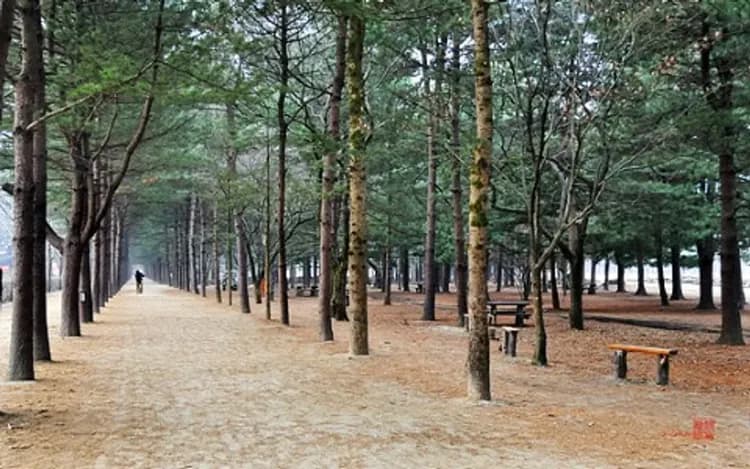 南怡島(韓國觀光100選)