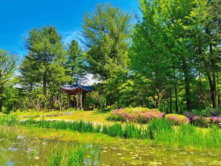 圖片來源出自韓國觀光公社-南怡島(韓國觀光100選)