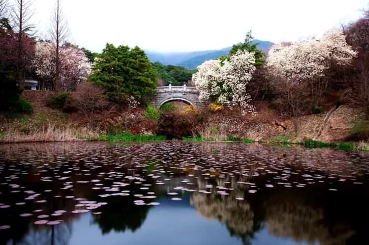 花現釜山|鎮海櫻花.羅曼史橋慶和站櫻花.佛國寺櫻景.無去川賞夜櫻.海雲台列車.樂天超市採購(一站購物彩妝)五日|高雄-11