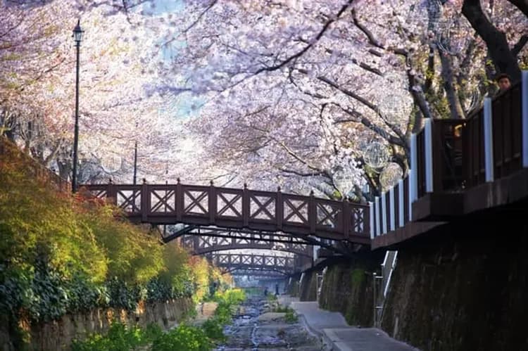 花現釜山|鎮海櫻花.羅曼史橋慶和站櫻花.佛國寺櫻景.無去川賞夜櫻.海雲台列車.樂天超市採購(一站購物彩妝)五日|高雄-10