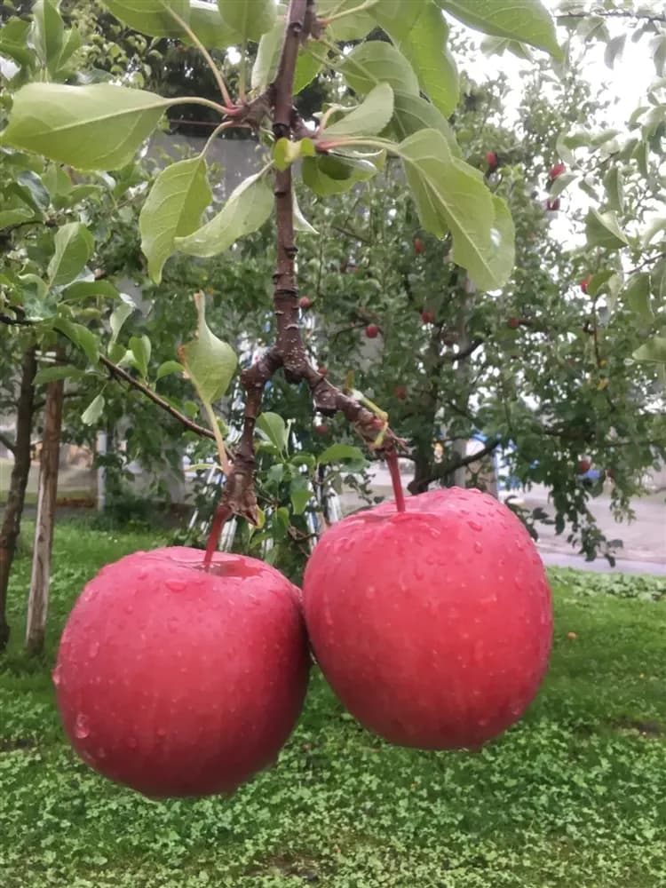 寒假折2,000|九州旅遊|海鷹希爾頓.採草莓.南阿蘇鐵道.水前寺抹茶體驗.野生動物園.別府溫泉5日|佐分-5