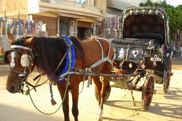 艾德夫-馬車體驗-