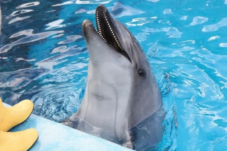 尼克斯海洋公園(企鵝遊行+水中隧道+銀河水槽)