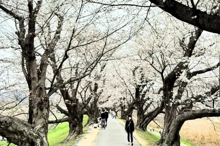 淀川河川公園背割堤(櫻花隧道)