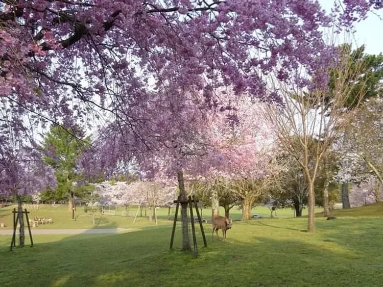 奈良小鹿公園