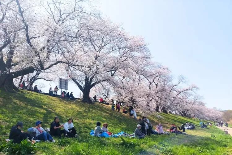 淀川河川公園背割堤(櫻花隧道)