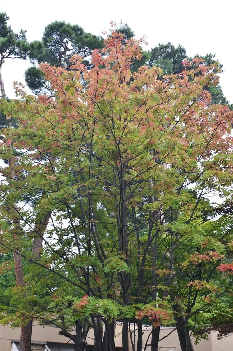 限定北海道旅遊|浪漫春櫻.全程無自理餐.保住希爾頓.洞爺湖.小樽漫遊.三大螃蟹溫泉五日|四晚溫泉-8