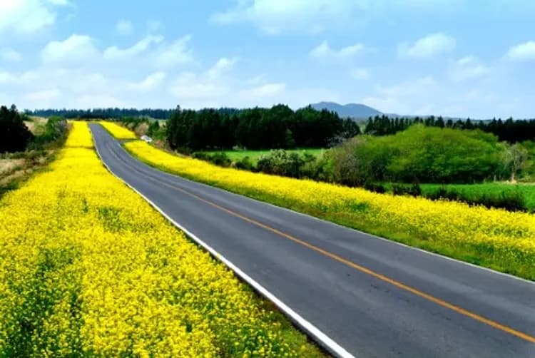 鹿山路(賞櫻花、油菜花)