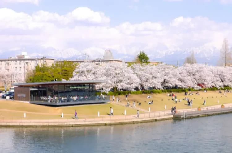 花現北陸~櫻百選霞間溪、合掌村兼六園、長島名花之里、天命反轉溫泉香五日-5