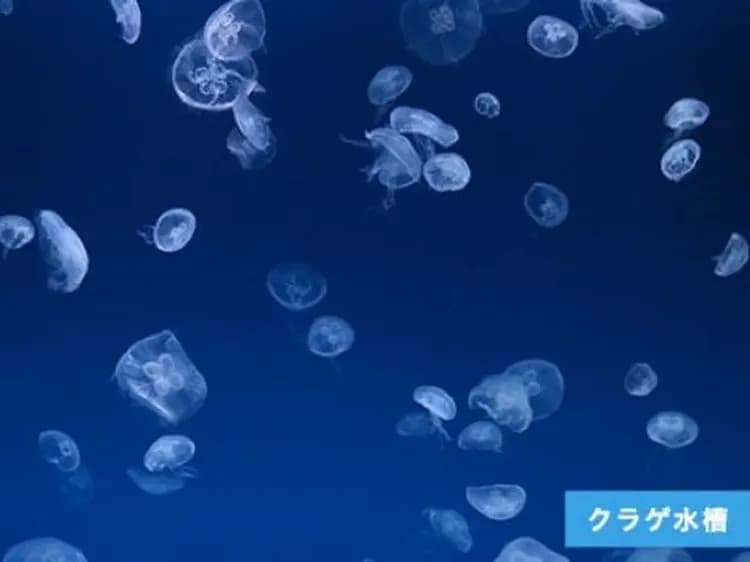 大分海之卵水族館