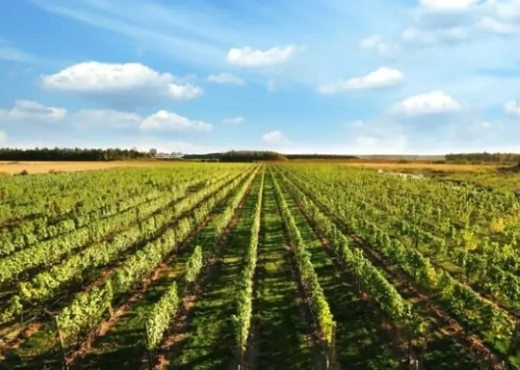 鷺島酒莊(LuLu Island Winery)-鷺島酒莊(品嚐冰酒)