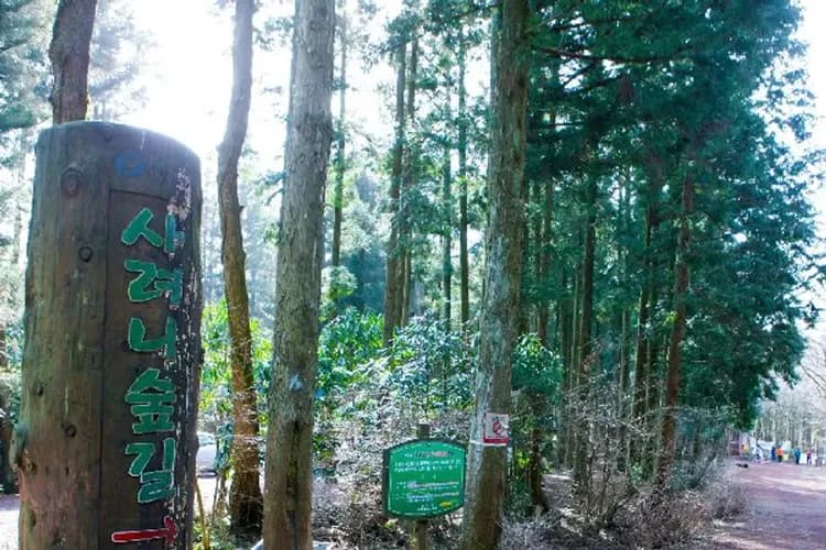 國家級漢拿山森林步道(思連伊林蔭道)-漢拏山徒步路:韓劇《秘密花園》拍攝地