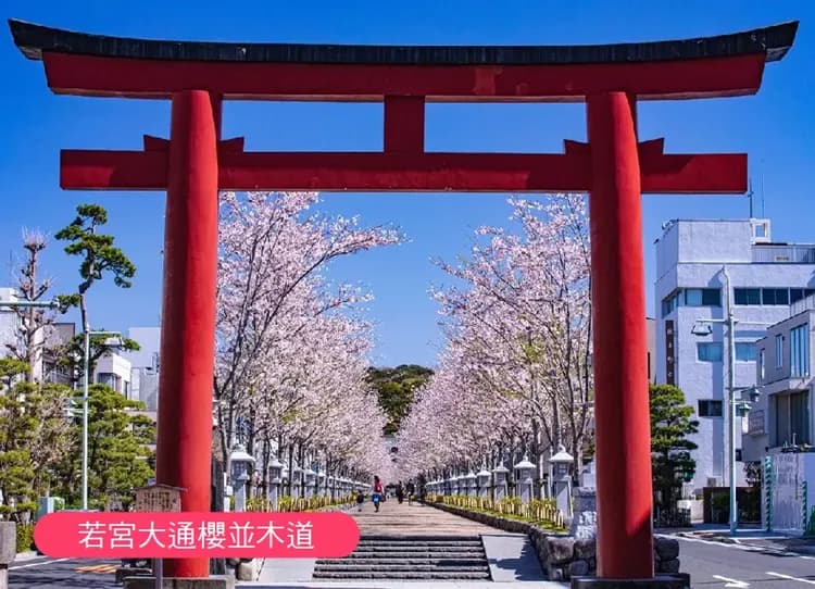 高雄出發賞櫻限定東京富士山6日.採草莓.御殿場.櫻花大道.淺間神社.千鳥之淵.敍敍苑.目黑川.螃蟹吃到飽-5