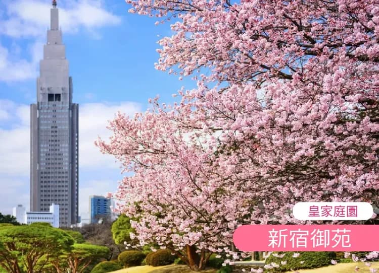 高雄出發賞櫻限定東京富士山6日.採草莓.御殿場.櫻花大道.淺間神社.千鳥之淵.敍敍苑.目黑川.螃蟹吃到飽-6