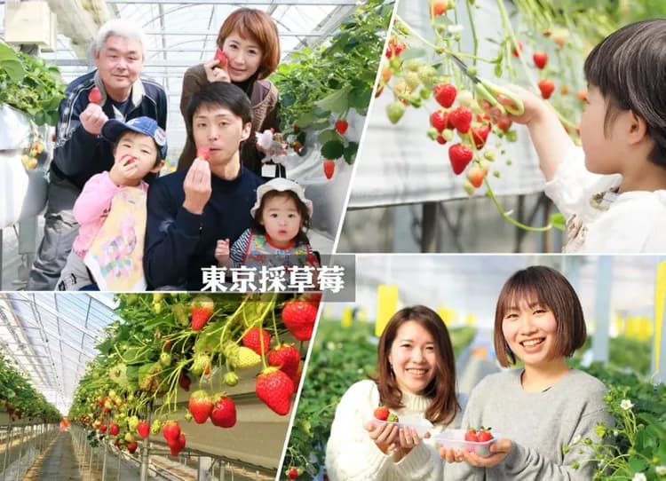 高雄出發賞櫻限定東京富士山6日.採草莓.御殿場.櫻花大道.淺間神社.千鳥之淵.敍敍苑.目黑川.螃蟹吃到飽-10