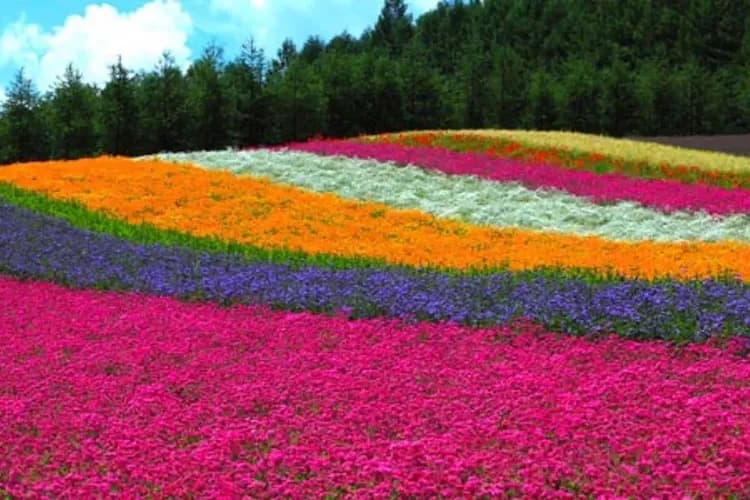 花現富良野(富良野自助餐+富田農場+四季彩之丘)