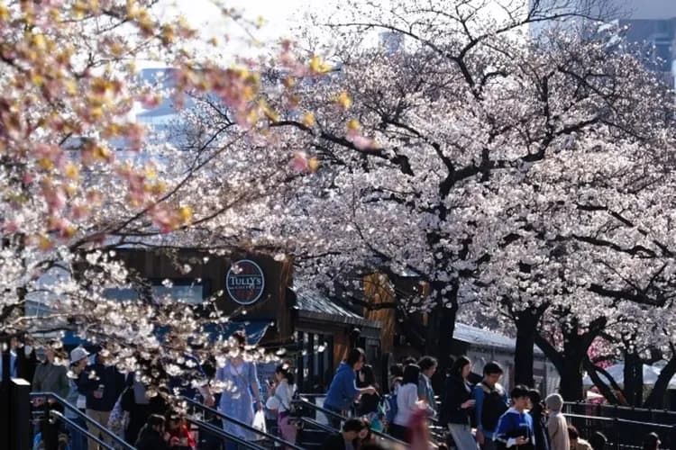 写真提供:台東区-隅田公園(櫻花百選)