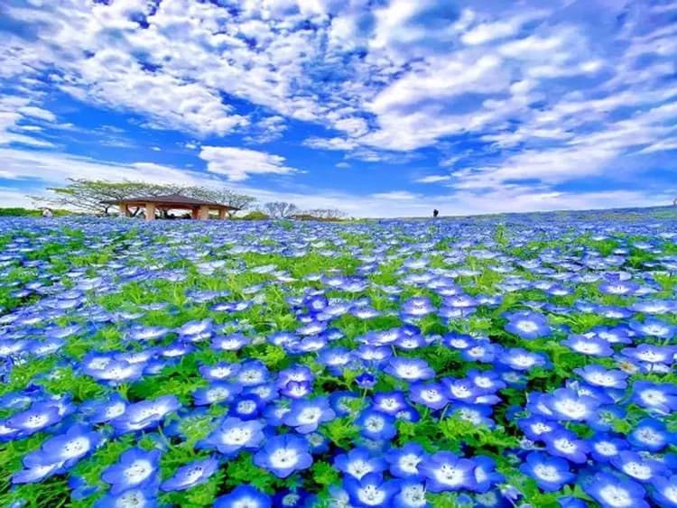 海之中道海濱公園(賞粉蝶花)