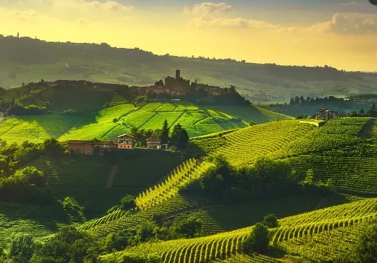 wine tasting, Barolo