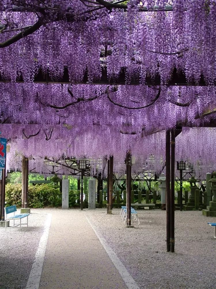 九州旅遊|紫藤絕景河內藤園.海之中道粉蝶花.鐵道博物館.螃蟹吃到飽溫泉五日-5