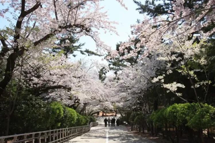 帝皇山公園-精彩賞櫻景點