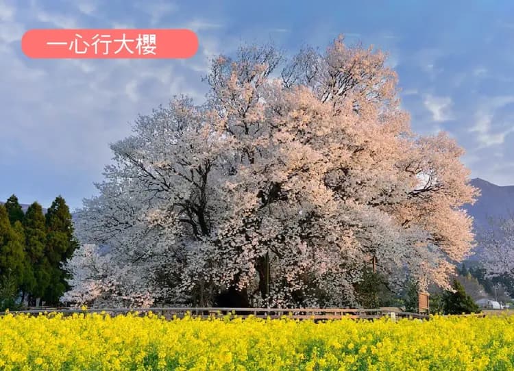 九州櫻花戀5日.舞鶴公園.巨瀨川櫻並木.竹田岡城址.高千穗峽.熊本城.湯布院.一心行大櫻.上色見熊野座神社-11