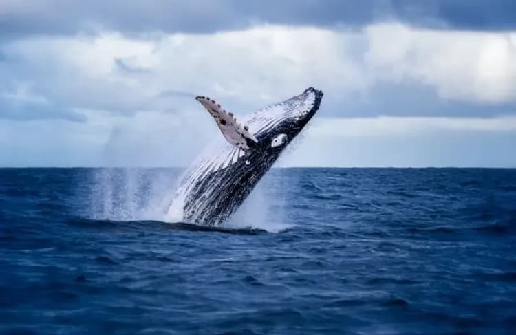 海豚島豐富遊(四輪傳動車、驚奇滑沙、餵海豚、賞鯨遊)