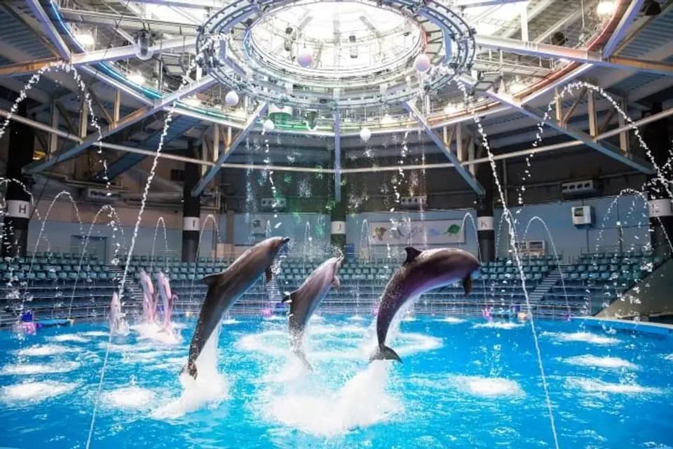 品川水族館(海豚表演)