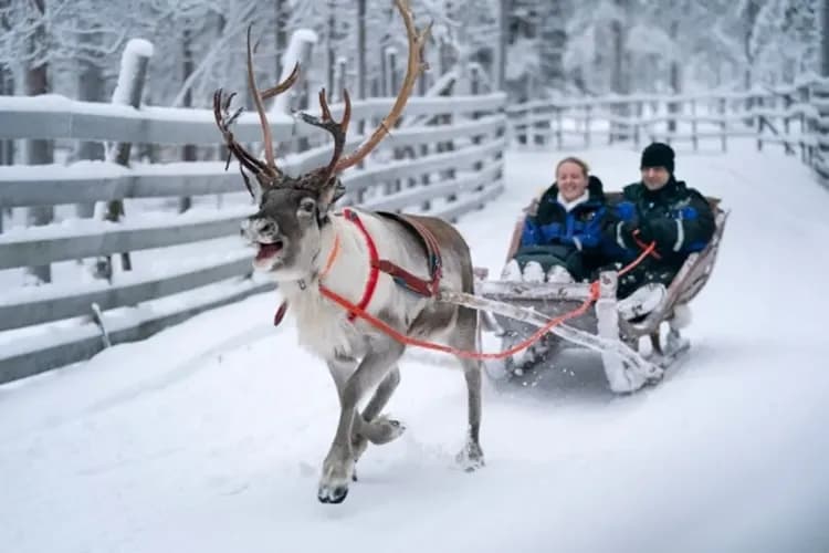 馴鹿牧場(馴鹿雪橇)