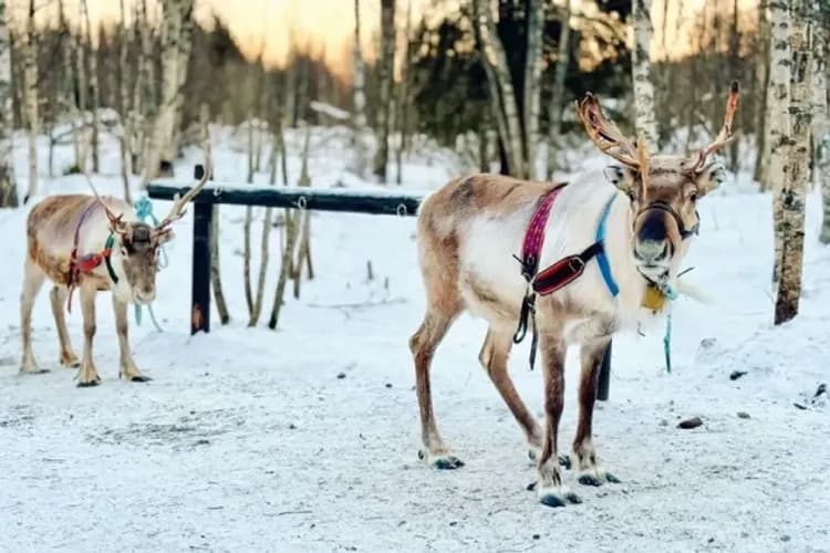 馴鹿(SH YU授權使用)-馴鹿牧場(馴鹿雪橇)