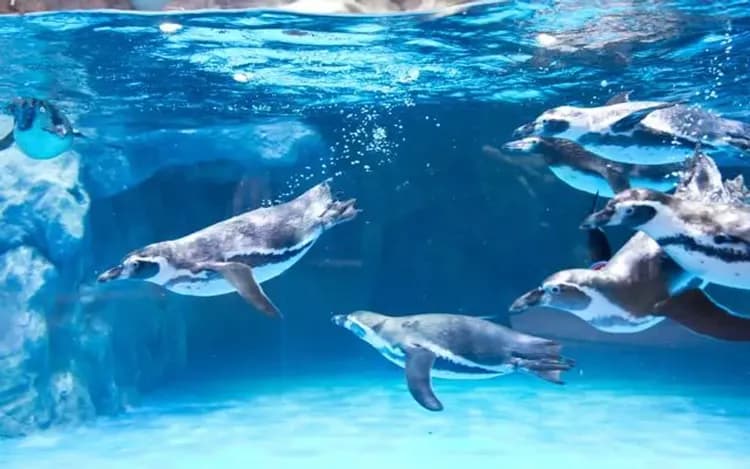 樂天雙主題(樂天世界+水族館)