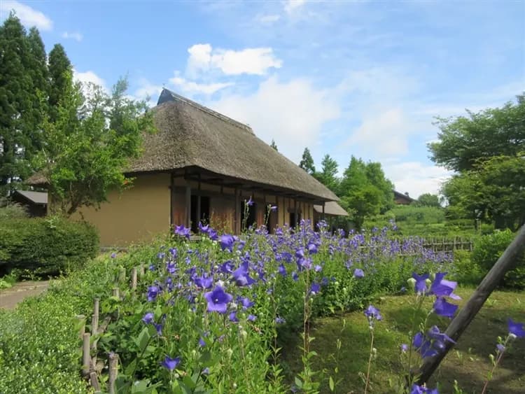 涼夏東北旅遊|奧入瀨溪散策.蕪嶋神社.角館.中尊寺.嚴美溪.陸奧湖畔花園.前澤牛會席料理.三晚溫泉.松島遊船五日