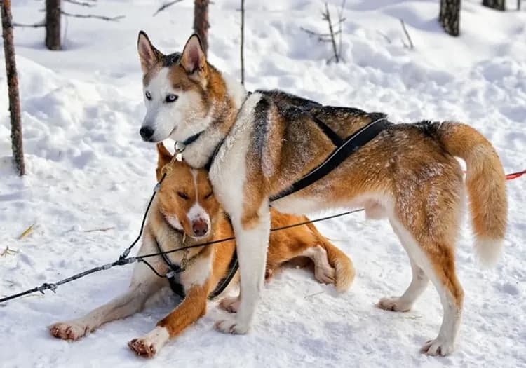 雄獅旅遊,芬蘭旅遊,拉普蘭,哈士奇農場