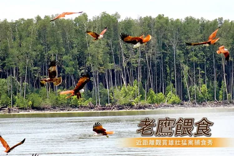 綠灣生態探索(紅木黑金炭窯+紅樹林生態保護區+河口老鷹餵食秀+河魚養殖場)