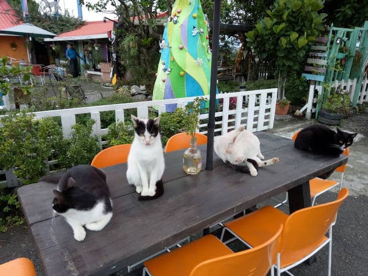 兔兔窩渡假民宿 | BBQ烤肉&自行車使用 | 鄉村風 | 安農溪-2