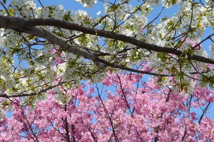 Yokohama Sakaechou Ninja House #JA1-20