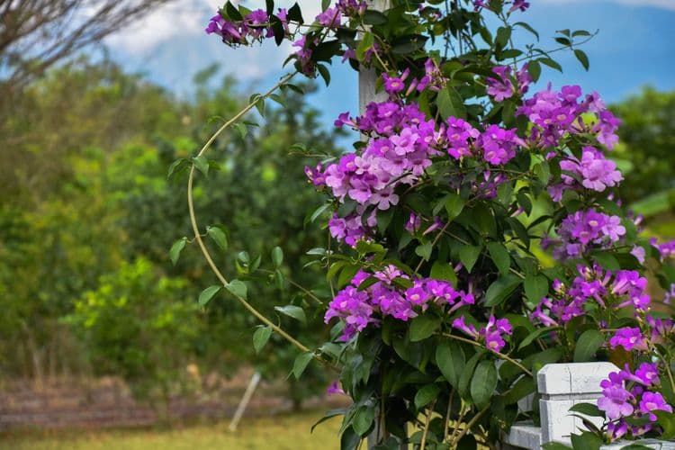 Champs Elysées Garden Homestay-8