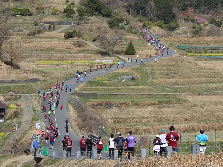 賽事圖(圖片出自飛鳥半馬拉松官網)
