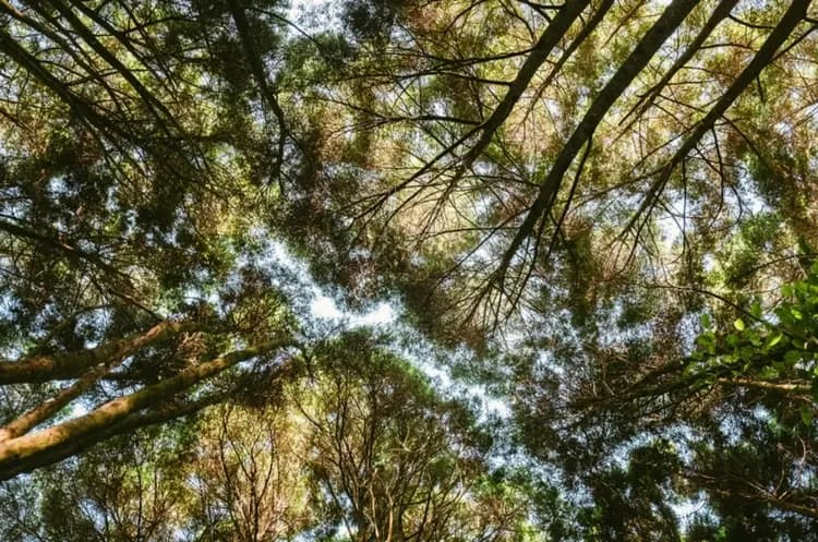 【台中新社】薰衣草森林 門票+霜淇淋買一送一-7