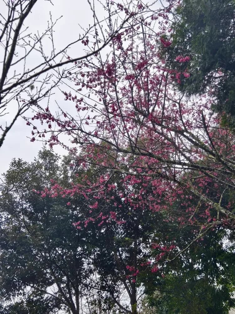 貝德拉蔓露營區 | 一泊三食豪華露營-6