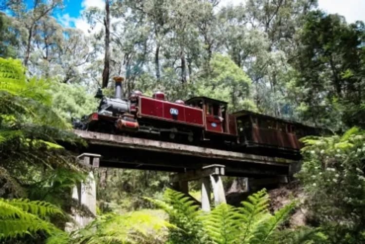 東澳深度全覽~藍山國家公園、莫瑞頓海豚島、普芬蒸汽火車、神仙企鵝歸巢11日-6