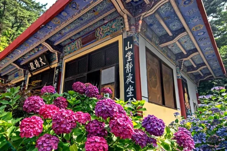 太宗寺與繡球花