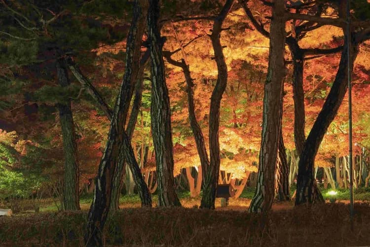 慶州歷史遺址區楓景